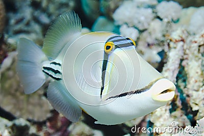 Picasso Triggerfish Stock Photo