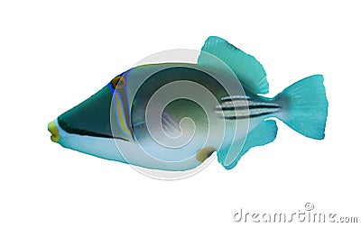 Picasso triggerfish Stock Photo