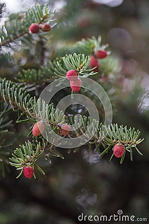 Picea abies Acrocona Stock Photo