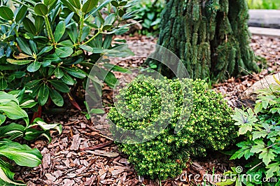 Picea abies `Little Gem`, rare dwarf conifer, planted in garden with picea abies `Inversa` Stock Photo