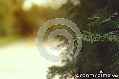 Picea abies nidiformis green tree brances Stock Photo