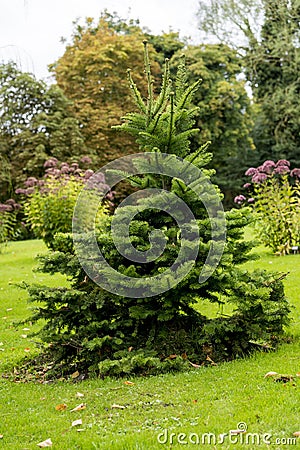 Picea abies Pusch- the Norway spruce Stock Photo