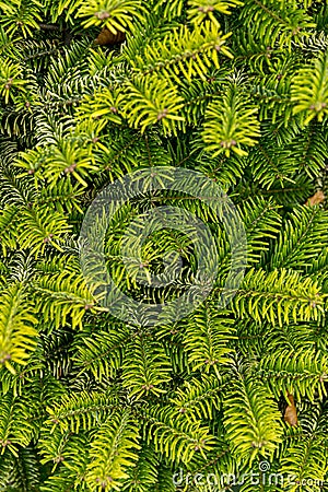 Picea abies Pusch- the Norway spruce Stock Photo