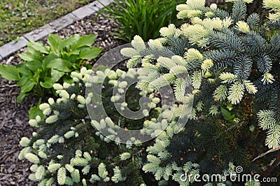 Picea Pungens Bialobok in spring. Conifer for garden Stock Photo