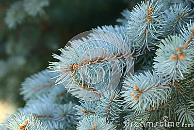 Picea Pungens - Blue Spruce Stock Photo