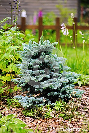 Picea pungens Glauca Globosa in the garden Stock Photo