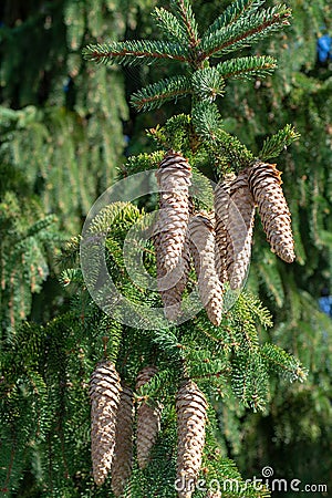 Picea schrenkiana evergreen fir tree with long cones, Christmas tree Stock Photo