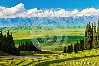 The picea schrenkiana in the high mountain meadow of Nalati grassland Stock Photo