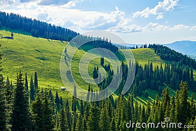 The picea schrenkiana on the hillside in the high mountain meadow Stock Photo