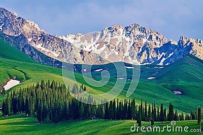 The picea schrenkiana and snow mountains in the high mountain meadow Stock Photo