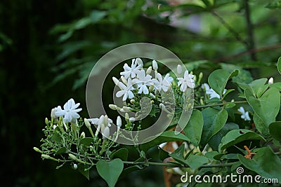 Wild Jasmine Image on blurred background Pichi flower or dwarf armadillo Stock Photo