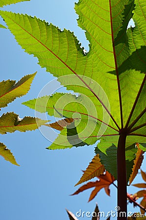 Picinus Communi green leaves against the sunny blue sky Stock Photo