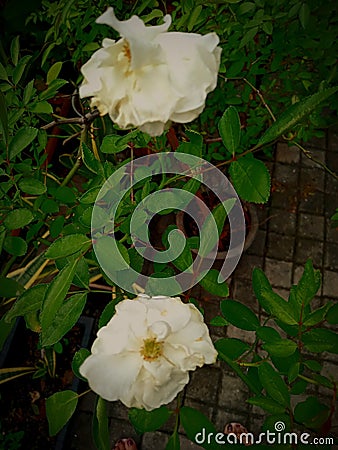 Pick a flower on Earth and you move the farthest star. Stock Photo