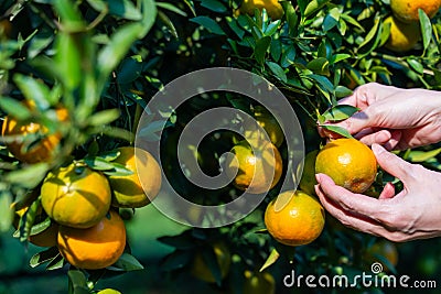 Pick fresh oranges from the orange farm Stock Photo