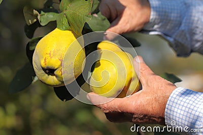 Pick harvesting ripe yellow quinces Stock Photo