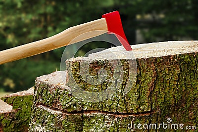 Pickaroon, sappie in tree stump. Wood-handled, metal-topped logging tool. Stock Photo