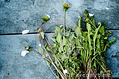 Picked dandelions Stock Photo