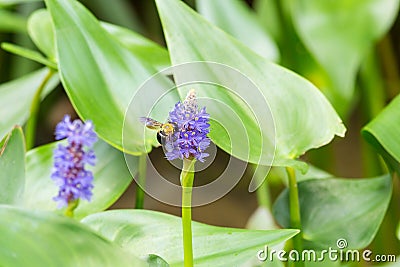 Pickerelweed flower with bee Stock Photo