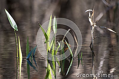 Pickerelweed plant rising above tannin blackwater of the Okefenokee Swamp Stock Photo