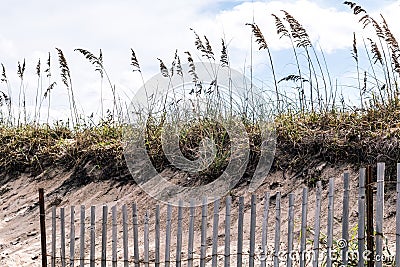 Pickett Fence with Beach Grass and Dunes at Sandbridge Stock Photo