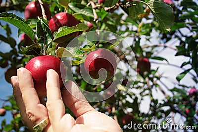 Picking an apple Stock Photo