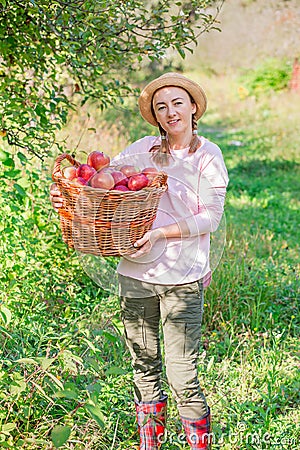 Picking apples. Harvesting apples. Woman with apples in the garden Stock Photo