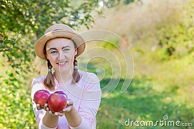 Picking apples. Harvesting apples. Woman with apples in the garden Stock Photo