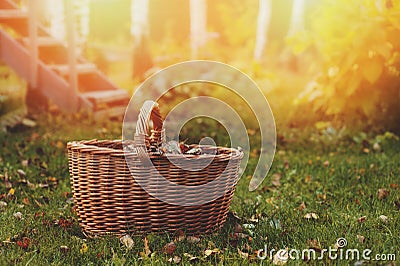 Picking autumn leaves into basket. Seasonal garden work. Stock Photo