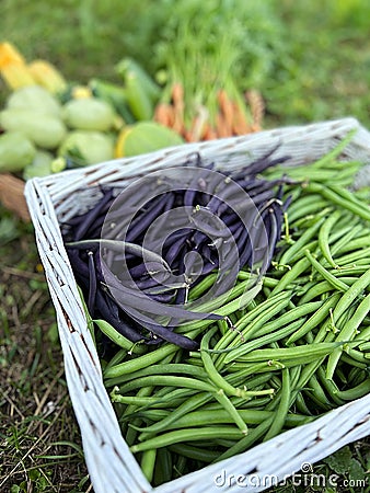 picking beans on the plot, green string beans, summer vegetables, box with harvest from the garden Stock Photo