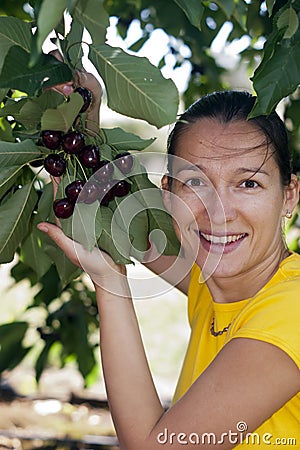 Picking cherries Stock Photo