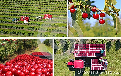 Picking cherries in the orchard - collage Stock Photo