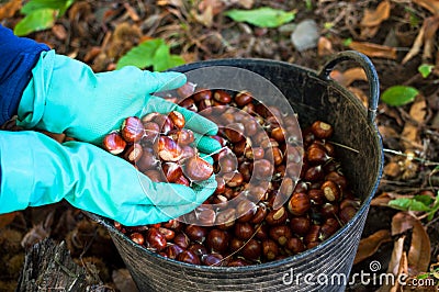 Picking chestnuts Stock Photo