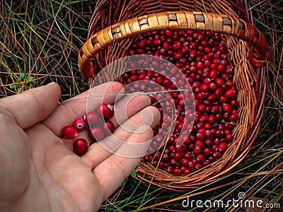 Picking cranberries in a straw basket in autumn Stock Photo