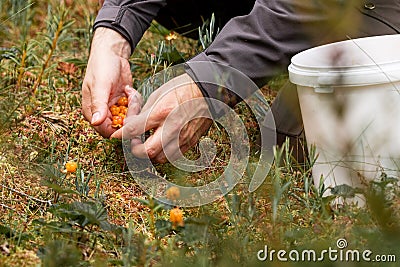 Picking fresh and ripe Cloudberries, Rubus chamaemorus as a Northern delicacy in Estonian bog. Stock Photo