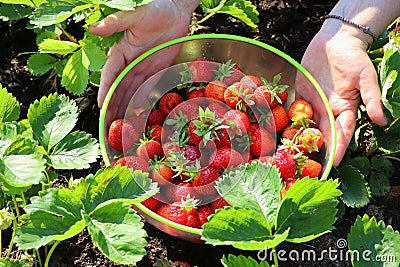 Picking fruits on strawberry field, Harvesting on strawberry farm, strawberry crop. Woman holding bowl with strawberry Stock Photo