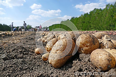 Picking potatoes on field Stock Photo