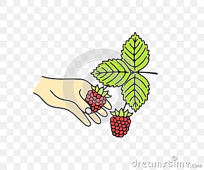 Picking raspberry, razzberry, fence berry, stash berry, plant and food, colored graphic design Vector Illustration