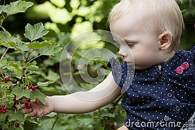 Picking redcurrant berries. Stock Photo