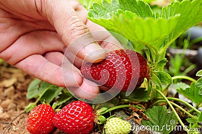 Picking strawberries Stock Photo