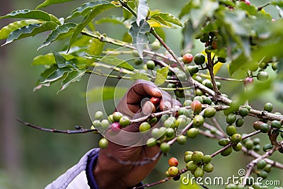 Picking up a coffee beans Stock Photo