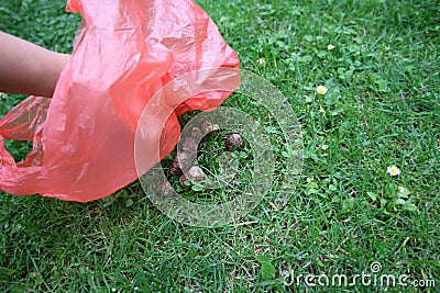 Picking up, gathering, cleaning, dogs excrement poo with a plastic bag Stock Photo