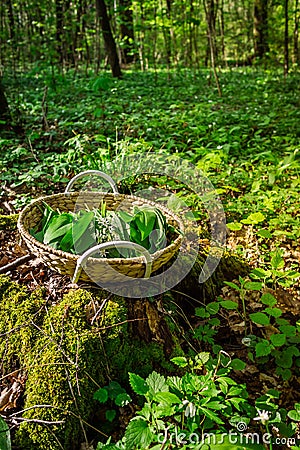 Picking wild garlic (allium ursinum) in forest Stock Photo