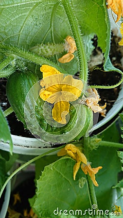 Pickling cucumber on a vine amidst blossoms Stock Photo