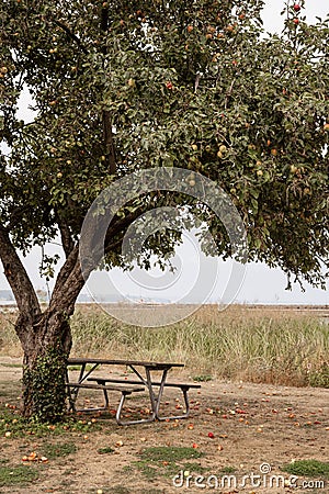 Picnic table under apple tree on autumn day Stock Photo