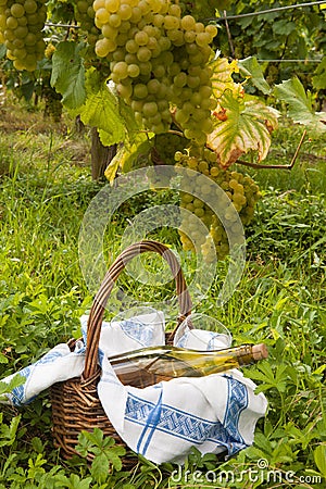 Picnic in a vineyard Stock Photo