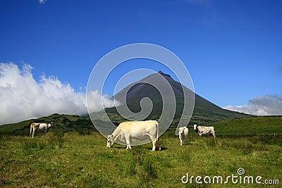 Pico Azores Cows Stock Photo