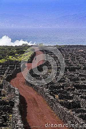 Pico Island Vineyard Culture Landscape Stock Photo