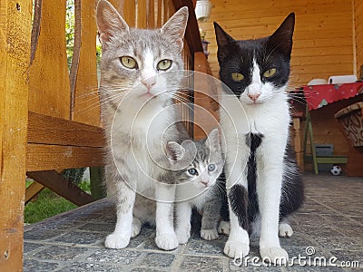 small cat, mother, sister, landscape, beautiful, big cat cat album, black cat, garden, terrace, beautiful scenery Stock Photo