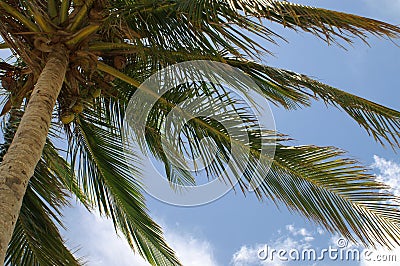 Pictoral Palm Tree Stock Photo