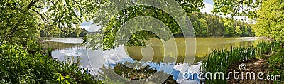 Pictorial moor lake Thanninger Weiher, green spring landscape with reed and budding beech trees Stock Photo